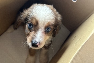 女性が購入したミックス犬。購入4日目に体調が悪化し、2週間後に息を引き取ったという＝女性提供