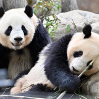 写真 【レア☆美品】パンダ 上野公園 0c10.jpg?1 2002~2005年頃 アイドル
