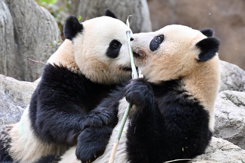 東京・上野動物園の歴代パンダたち カンカン、ランランから双子の