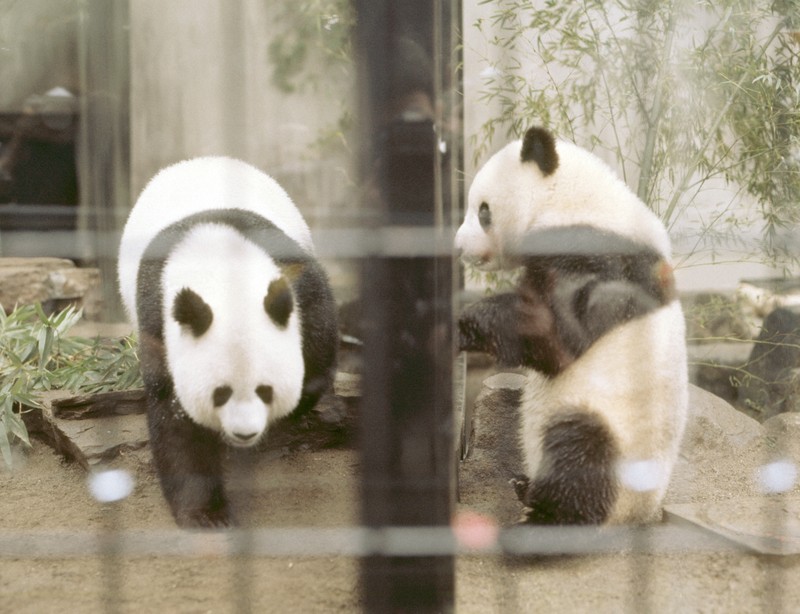 東京・上野動物園の歴代パンダたち カンカン、ランランから双子の