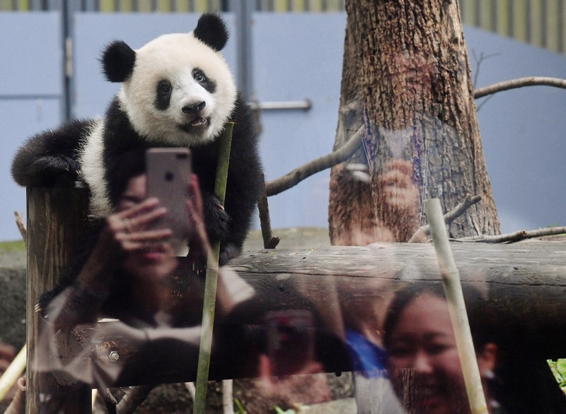 東京・上野動物園の歴代パンダたち カンカン、ランランから双子の