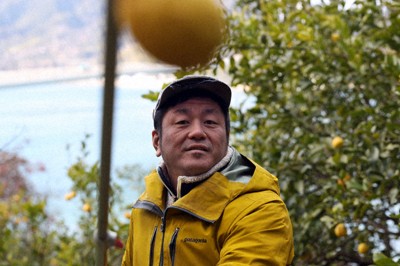 イエローレモンを収穫する「れもんだにのうえん」の永井英夫さん＝広島県尾道市で2026年1月8日、佐藤賢二郎撮影
