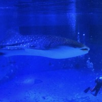 能登半島地震後、展示されていたジンベエザメのモモ＝石川県七尾市の「のとじま水族館」で2024年10月、国本ようこ撮影