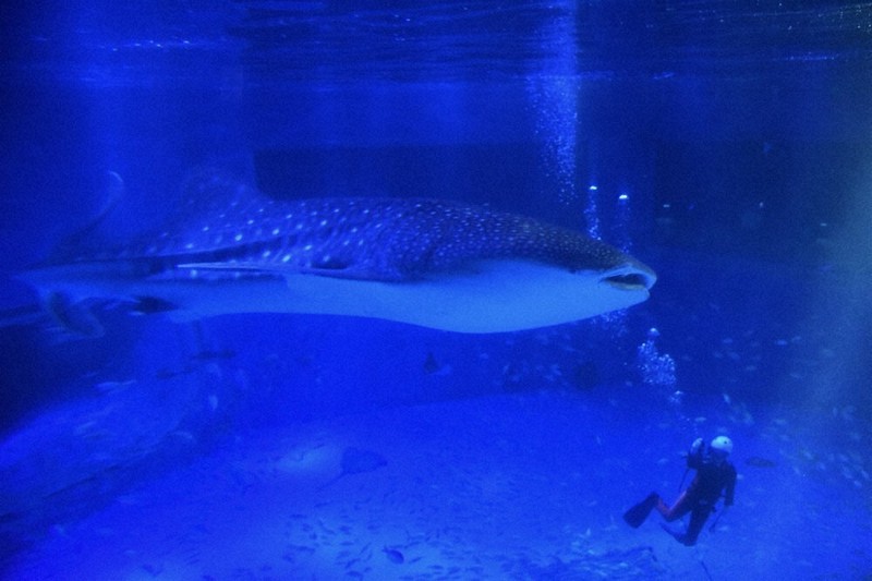 ジンベエザメ「モモ」天国へ 被災地に笑顔もたらし のとじま水族館