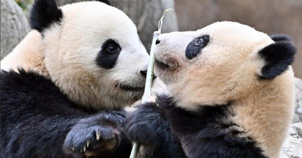 Japan's remaining twin pandas to leave for China on Jan. 27