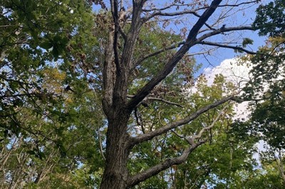 葉が茶色く変色したナラ枯れの被害木＝松前町で（北海道提供）