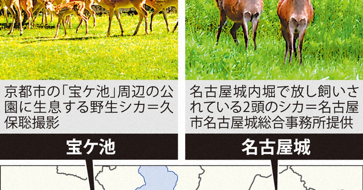 京都のシカ 名古屋城移住へ 野生繁殖、80頭殺処分予定 一転 「前例ない