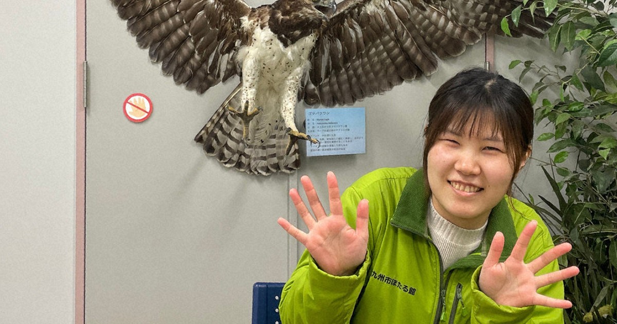 ゴマバラワシの剥製 | ヤマダウェブコム