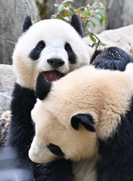 ジャイアントパンダ：上野のパンダは27日に中国返還 | 毎日新聞