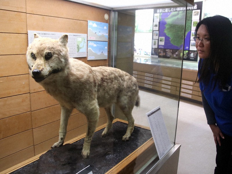 絶滅オオカミの剥製展示 海南・自然博物館 ／和歌山 | 毎日新聞