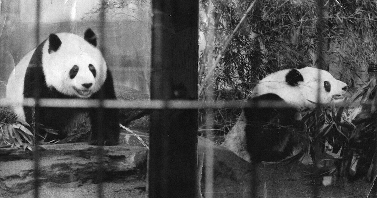 毎小ニュース：話題 パンダ、もうすぐお別れ 東京・上野動物園（その1
