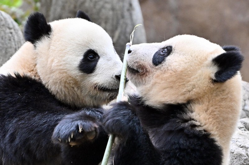 上野動物園の双子パンダ、最後の一般公開が始まる 返還は27日 | 毎日新聞