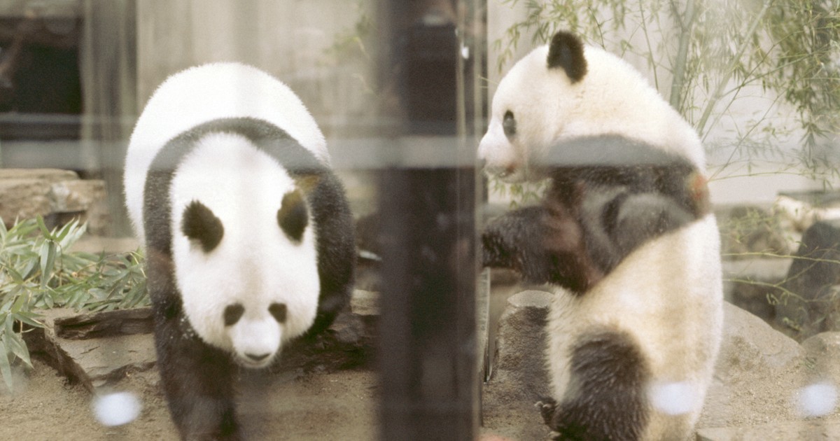 パンダより「西郷さん」？ 50年前の「かわいい」ブームと上野の街