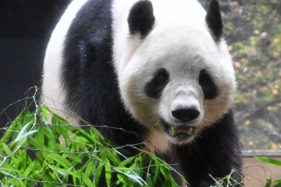 最後の一般公開を迎え、部屋の中を歩き回るジャイアントパンダの「シャオシャオ」＝東京都台東区の上野動物園で2026年1月25日午前11時21分、藤井達也撮影