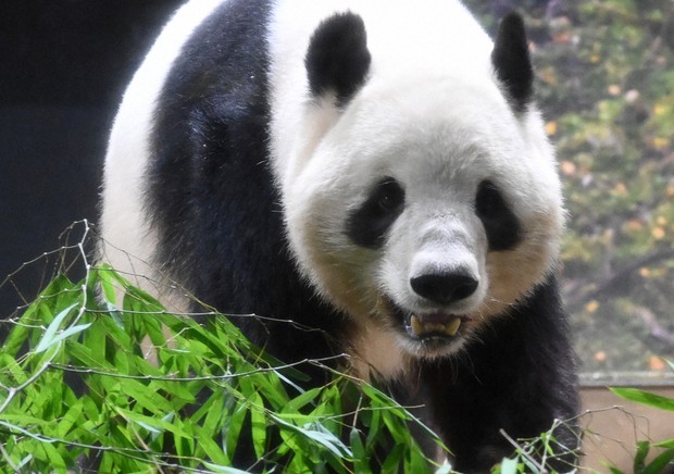 上野動物園の双子パンダ、最後の一般公開 [写真特集1/11] | 毎日新聞