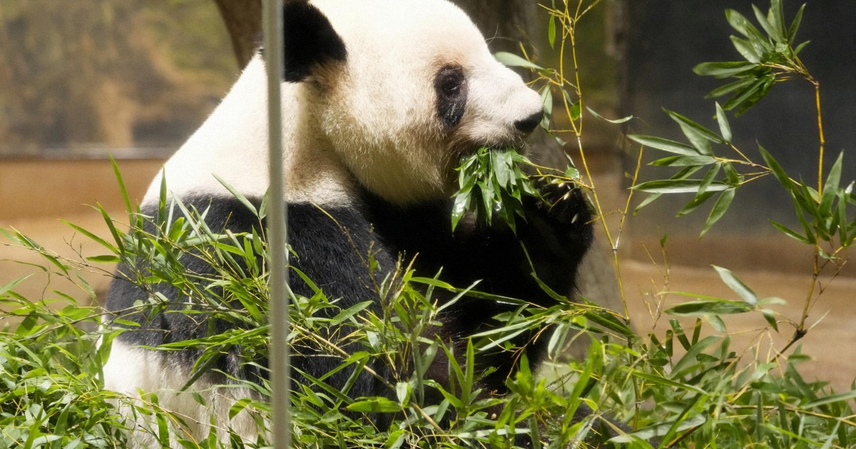 Fans flock to zoo for final public viewing of last 2 pandas in Japan