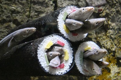 恵方巻きに見立てた筒から顔をのぞかせるアナゴ＝仙台市の仙台うみの杜水族館で（共同）