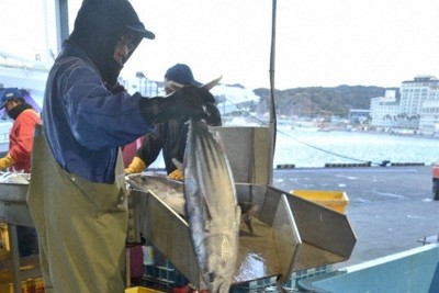 水揚げされたカツオはサイズごとに選別された＝千葉県勝浦市で2026&lrm;年&lrm;1月&lrm;25&lrm;日、岩崎信道撮影