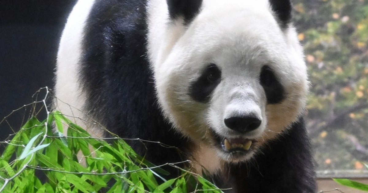 In Photos: Crowds gather at Ueno zoo for last chance to see giant pandas in Japan