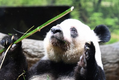 最後の一般公開日、部屋の中でくつろぐジャイアントパンダのレイレイ＝東京都台東区の上野動物園で2026年1月25日午前10時42分、藤井達也撮影