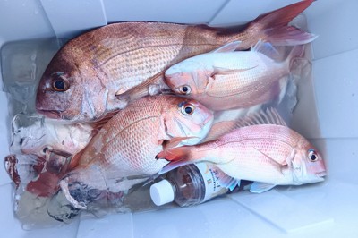 「一つテンヤ」與「タイラバ」：鯛魚釣法的奧妙