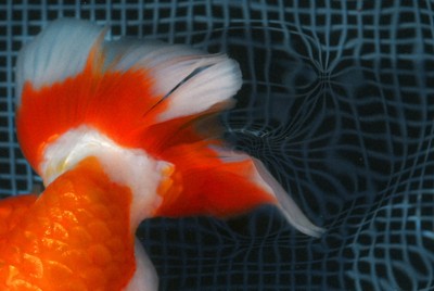 カンコの中で力強く水を押して泳ぐ金魚の尾＝愛知県弥富市で2026年1月19日、山崎一輝撮影