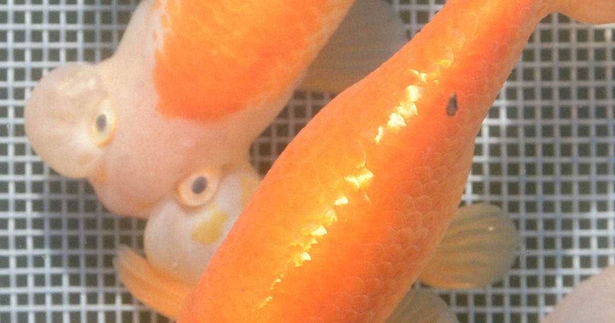 金魚初市 愛知県弥富市 一舟10万円以上の高値も [写真特集5/15] | 毎日新聞