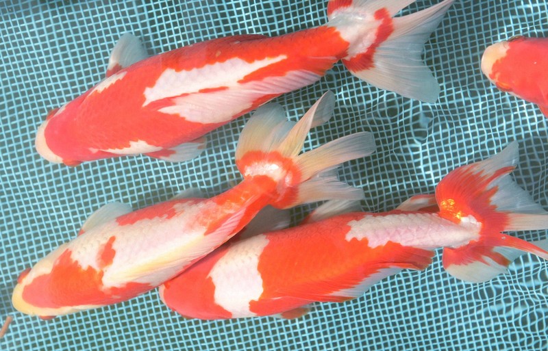 金魚初市 愛知県弥富市 一舟10万円以上の高値も [写真特集5/15] | 毎日新聞