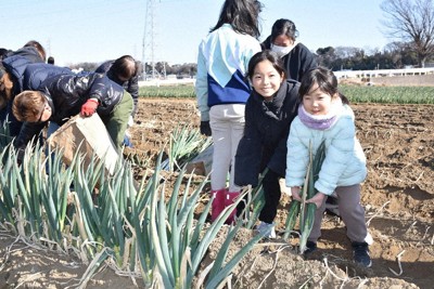 収穫期を迎えた「矢切ねぎ」を引き抜く子どもたち＝千葉県松戸市で2026年1月24日、柴田智弘撮影