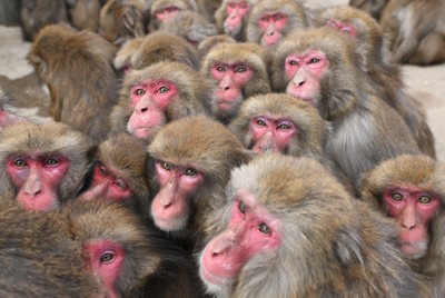 身を寄せ合って寒さをしのぐ「サル団子」を作る淡路島モンキーセンターのニホンザルたち＝兵庫県洲本市で2026年1月26日、大西岳彦撮影