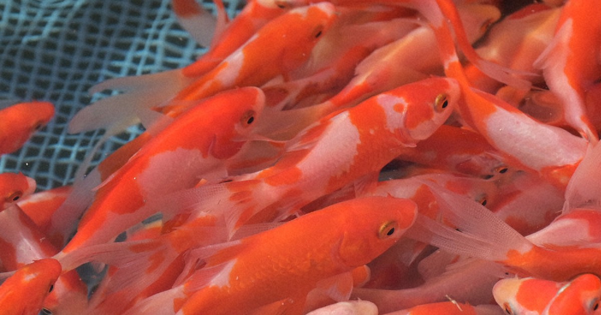 只今年末セール中 金魚色々2000円～50000円 見ているだけで涼しい… 「踊る金魚展」を東京・名古屋で開催！ 写真や