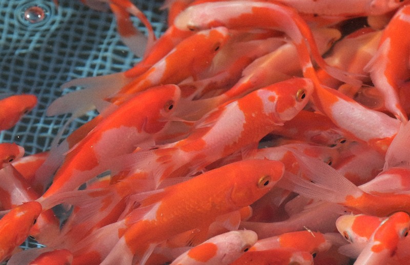 売買決定　金魚お安く譲ります。 大阪府の金魚の中古が安い！激安で譲ります・無料であげます｜ジモティー
