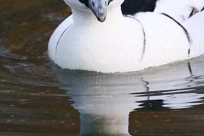 大阪城の外堀で羽を休めるミコアイサの雄＝大阪市中央区で2026年1月29日、長澤凜太郎撮影