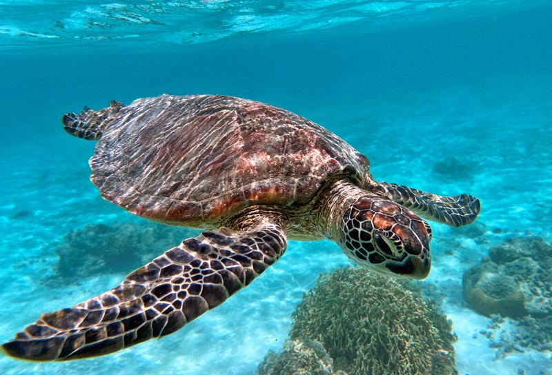 小笠原諸島のウミガメから大型プラごみ　深刻な「国を超えた汚染」