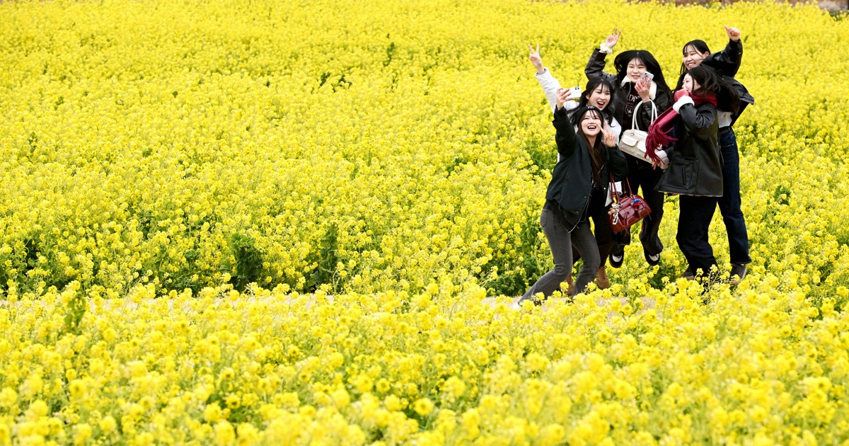 Early blooming canola flowers make striking scene in renowned west Japan park