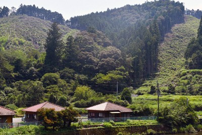 皆伐された後、数年間造林されていない山（徳島県）