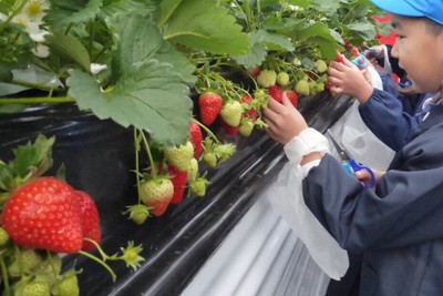 たわわに実った県産イチゴ「あすかルビー」＝明日香村の藤原農園で2026年1月8日午前9時48分、皆木成実撮影