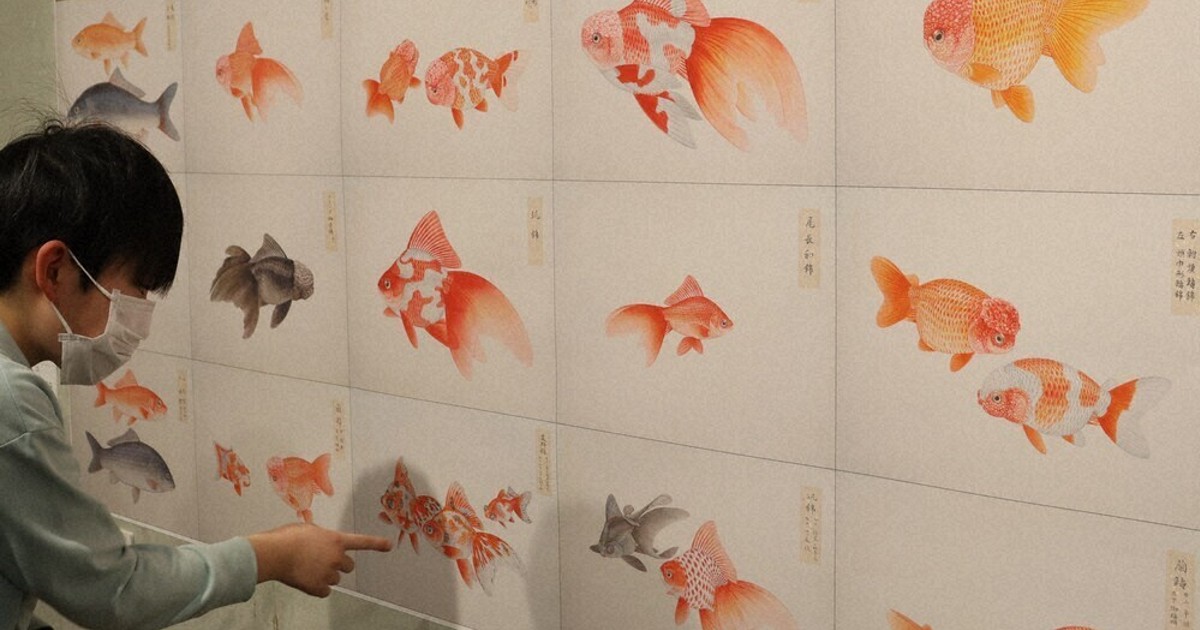 伊藤熊太郎が描く美しい魚 博物画作品展 千葉・8日まで ／千葉 | 毎日新聞