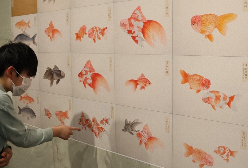 伊藤熊太郎が描く美しい魚 博物画作品展 千葉・8日まで ／千葉 | 毎日新聞