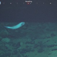 採鉱機（右）近くの海底で確認された魚＝SIP/海洋研究開発機構提供