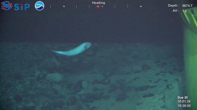 採鉱機（右）近くの海底で確認された魚＝SIP/海洋研究開発機構提供
