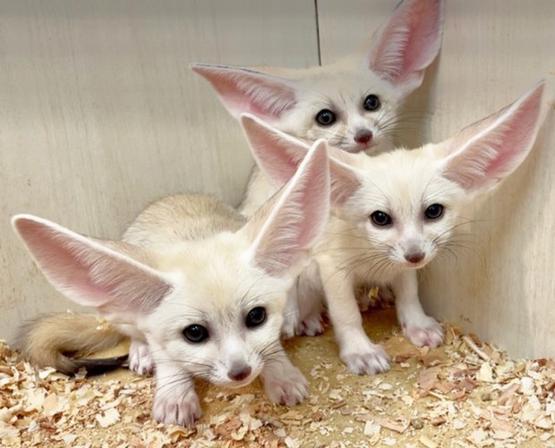 オリコンニュース：世界最小のキツネ「フェネック」の3つ子が誕生 静岡