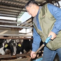 牛舎で牛の世話をするトムミルクファームの沖正文さん＝東広島市豊栄町で2026年1月26日午後2時4分、井村陸撮影