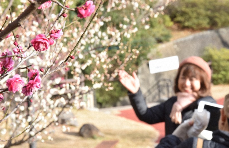 北九州から梅の花便り　25年より17日早く　「春の訪れ」に笑顔