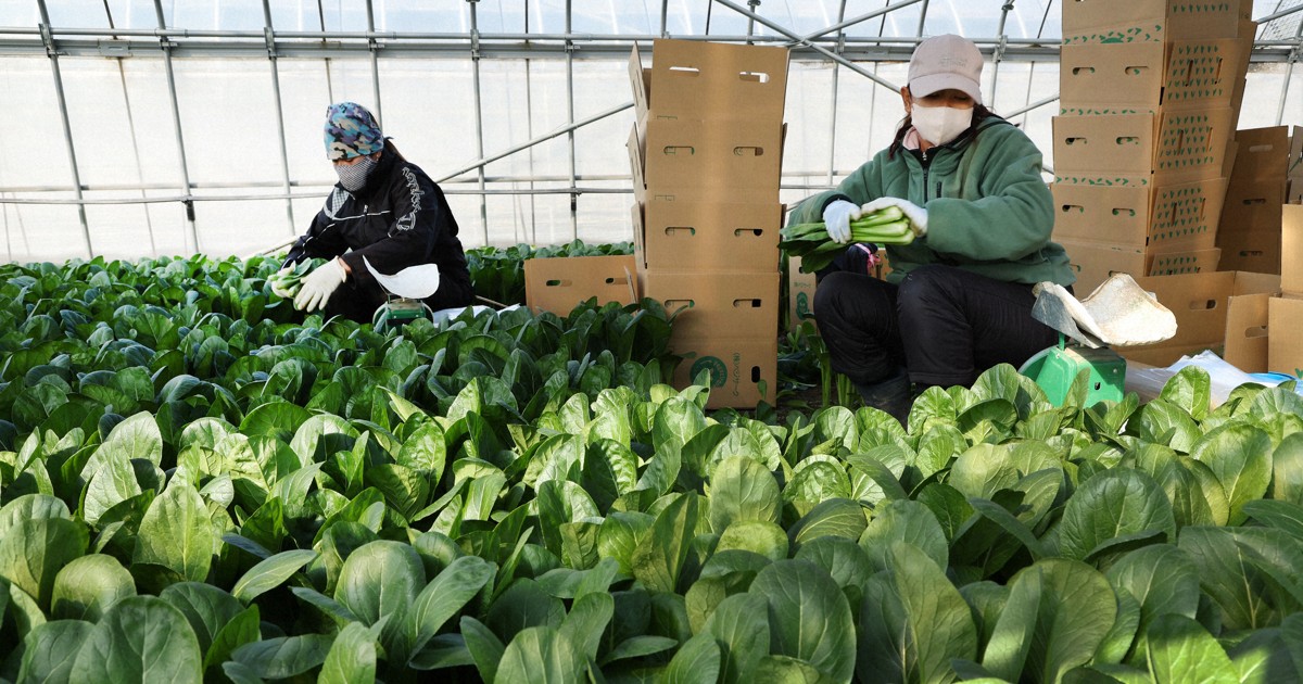 Farm stresses foreign workers' vital role in Japan as politicians eye tighter immigration