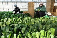 
Farm stresses foreign workers' vital role in Japan as politicians eye tighter immigration 
(2026/2/4)