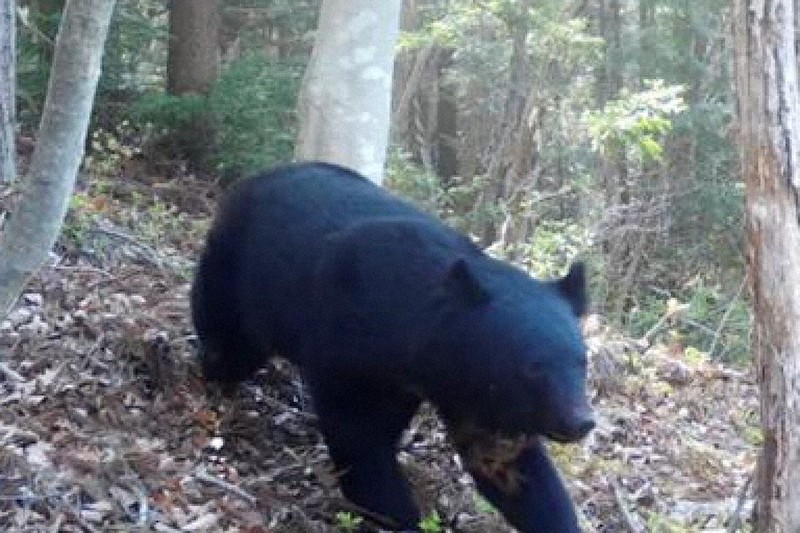 大子の山中、ツキノワグマ確認 調査のカメラ、昨年4月映る ／茨城