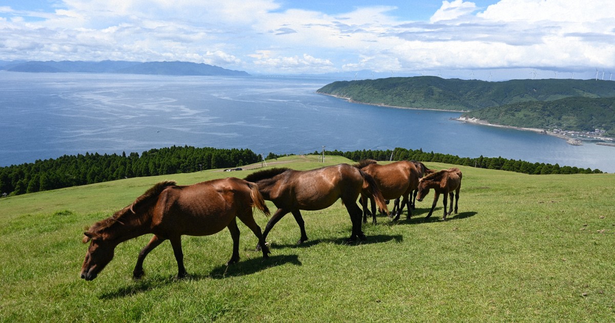 106 wild horses roam around Cape Toi in southwest Japan's Miyazaki Pref.