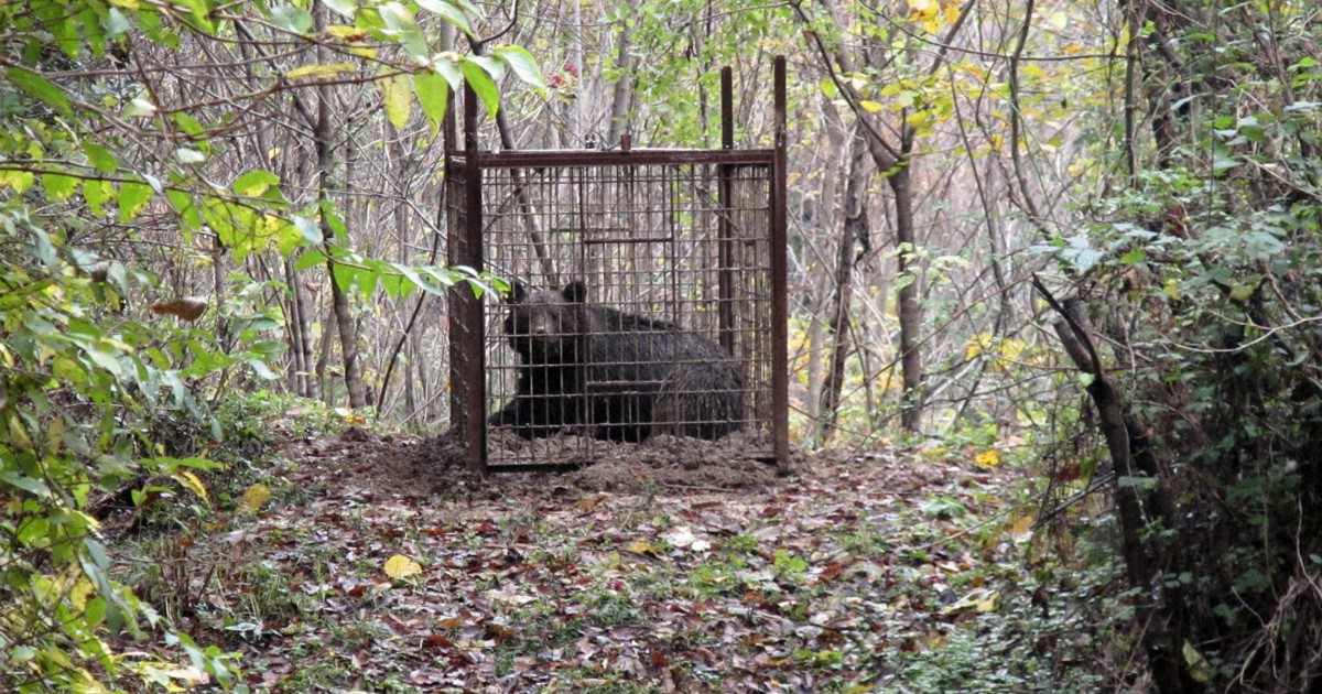 Hunger not driving bears to populated areas in western Japan: study
