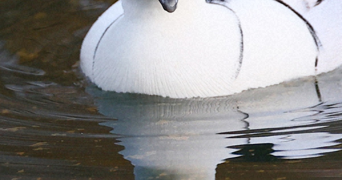 Easy Japanese news in translation: 'Panda ducks' come to Osaka Castle moat